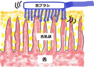 舌磨きの画像