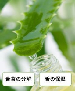 アロエで舌苔の分解と舌の保湿